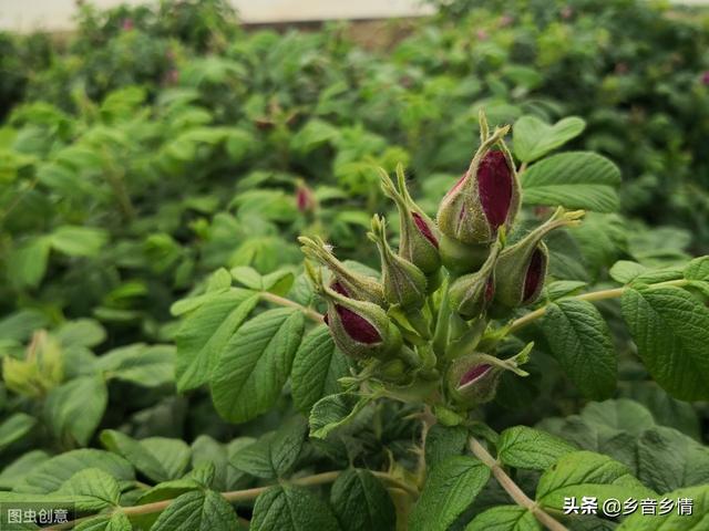 甲氨基阿维菌素:甲维盐对玫瑰幼花蕾有什么危害？