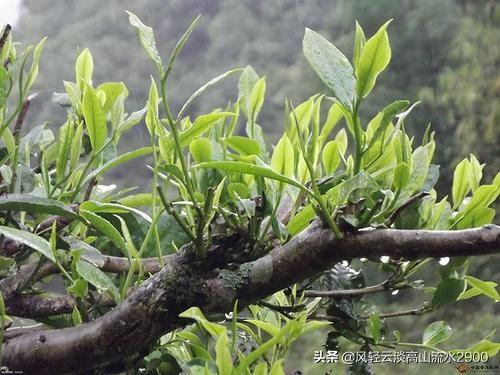 藤條古樹茶特點景邁山的普洱茶有什麼特點