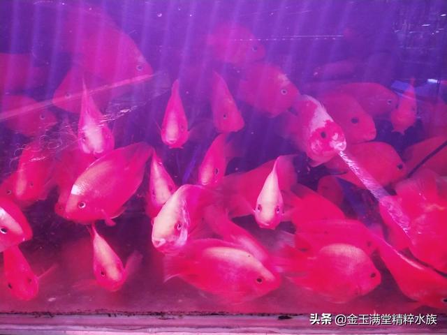 多彩鹦鹉设计素材:宝蓝迷你鹦鹉背景纸选什么颜色好？