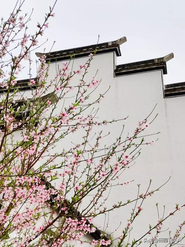 阿牛的歌:请根据阿牛的《桃花朵朵开》的歌词，拍摄出一套摄影组图？