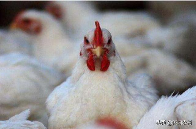 肉食鸡养殖:肉鸡要养多久才能到7-8斤？