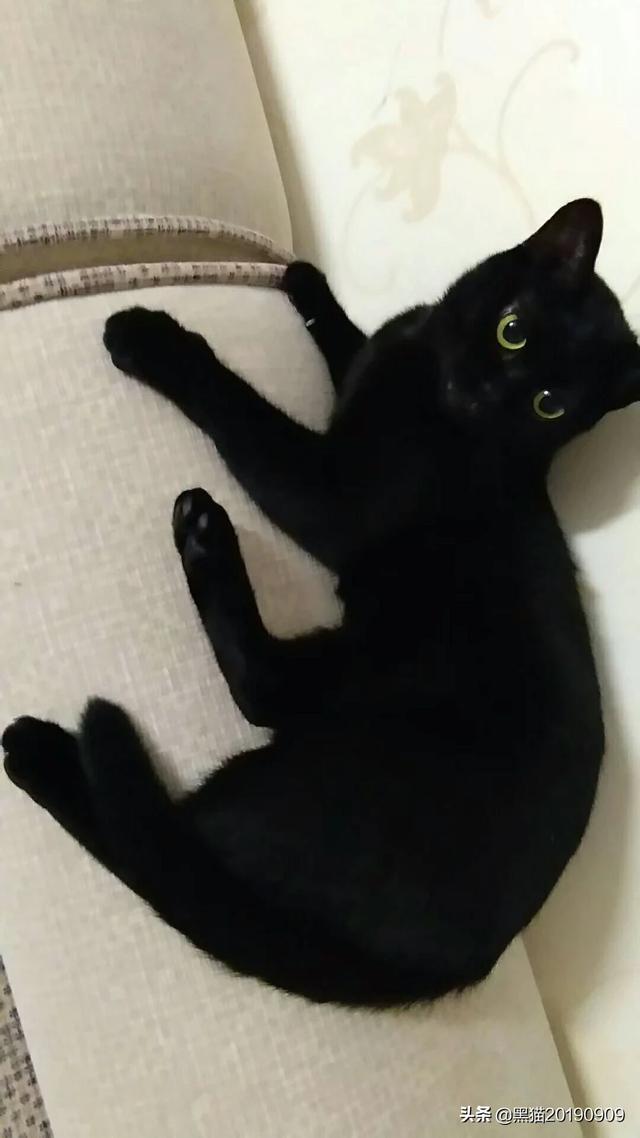 国产猫粮排行榜 贴吧:国产放心的猫粮品牌有什么？