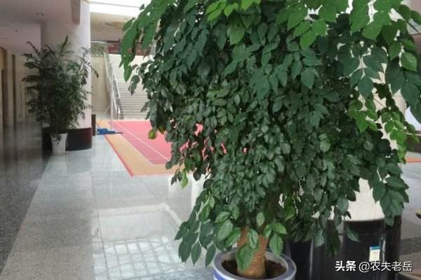 绿宝树 蚜虫:种植绿宝树需要注意什么？