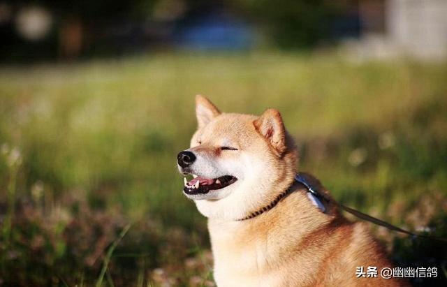 日本柴犬:为什么中国土狗叫柴狗，而日本土狗叫柴犬？ 日本柴犬多少钱一只