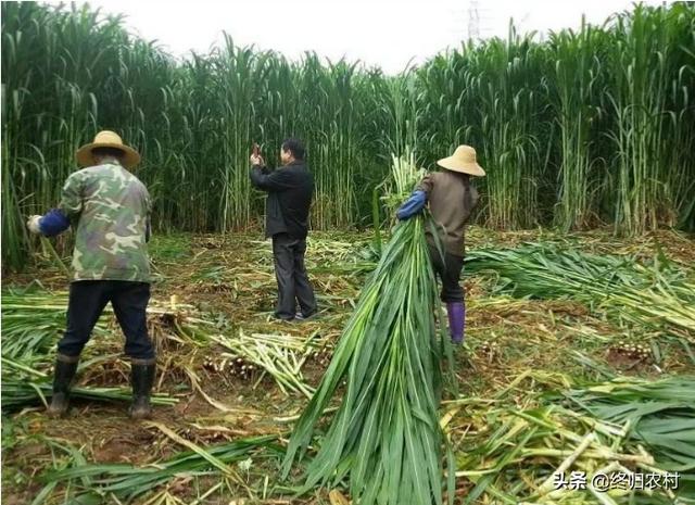 牧草种子:皇竹草有种子吗，养牛选哪个牧草种子？