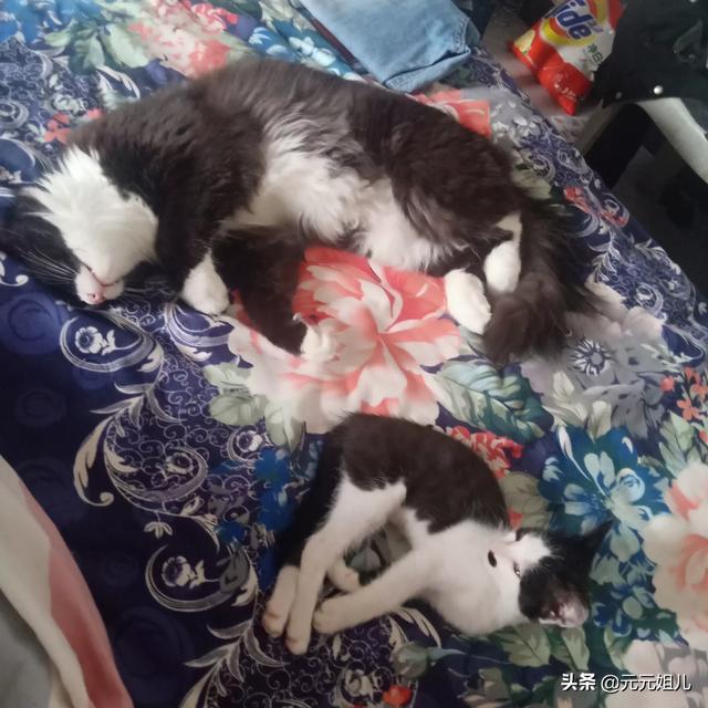 请问什么品种的猫咪会有腮？