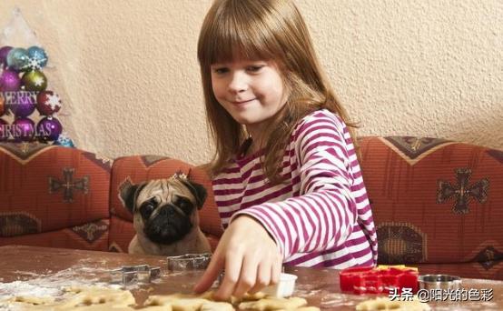 八哥狗图片大全可爱:喂食巴哥犬需要注意哪些问题？