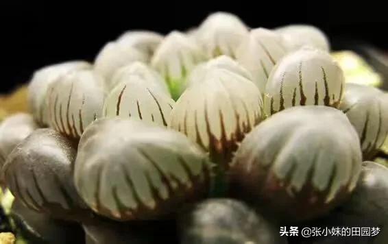 多肉分类:多肉哪种品种好看，适合卧室的，有何推荐？