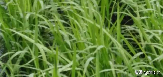 种植水稻补锌技巧，烂泥田掺沙对水稻生长有什么好处？