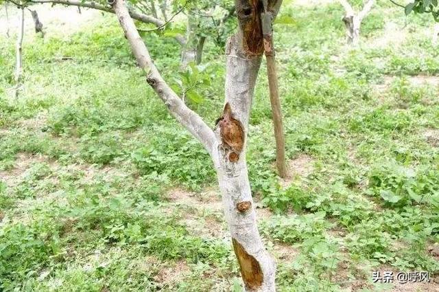 细皮瘤尾守宫价钱:养守宫开销大吗？要买些什么，注意些什么？