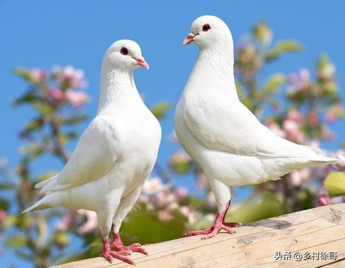 信鸽饲料配制:鸽子饲料怎样放置才不会变质？