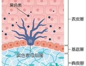 白化维多利亚肺鱼:古埃及到底是黑人文明还是白人文明还是阿拉伯人文明？