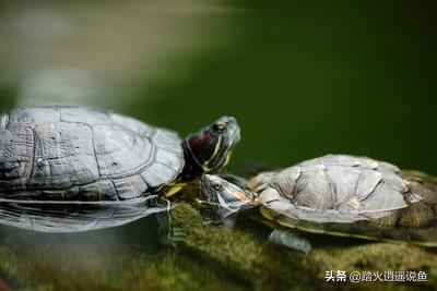 太阳龟:草龟白天在水里，晚上晒背正常吗？