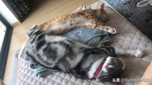 美短猫:第一次养猫，养美短还是橘猫？