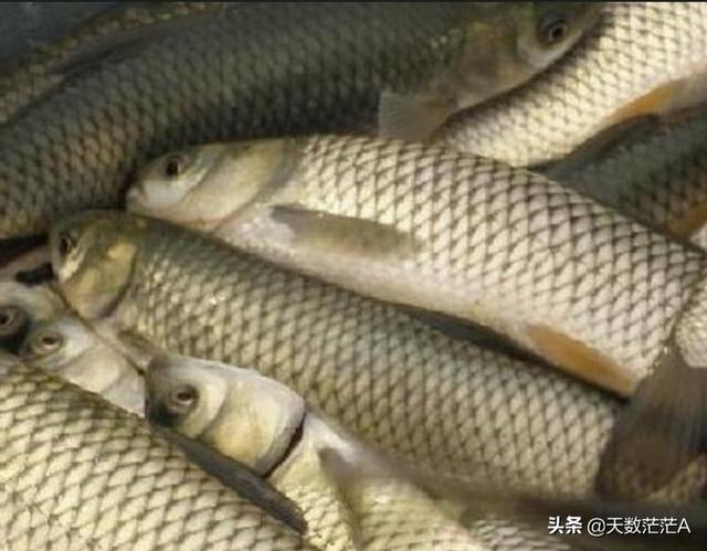草鱼得诺卡氏菌病图片:晴天中午草鱼不吃料在下风口水面浮着是什么原因？