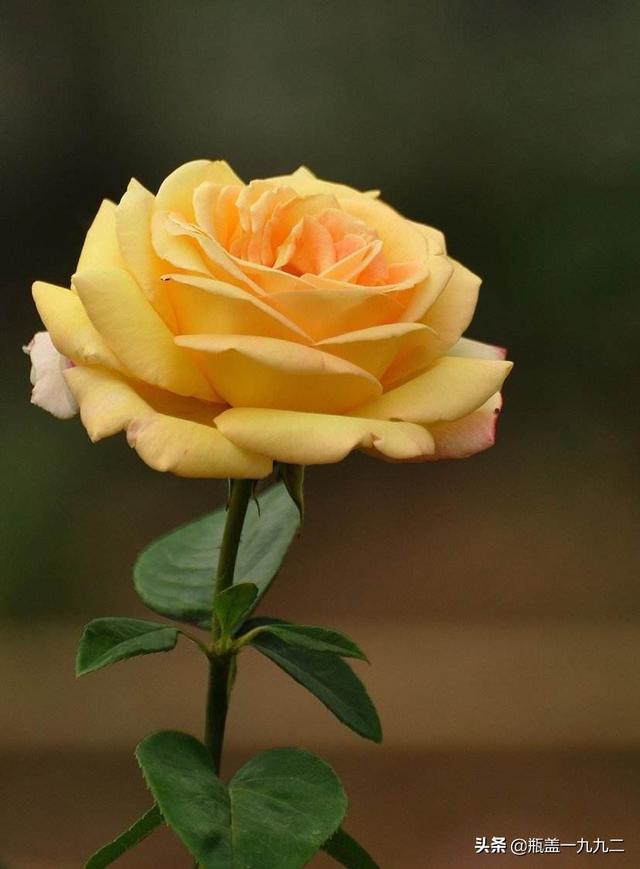 一束玫瑰花多少钱大概:一束玫瑰花大概要多少钱 玫瑰花的价格如何？玫瑰花的繁殖方法有哪些？