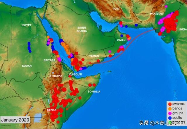 手机病毒蝗虫:非洲蝗虫会不会成为新冠病毒载体传播病毒，毕竟蝗虫数量太大了？