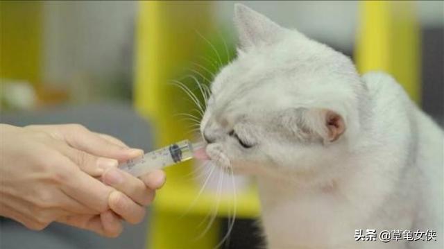 庆大霉素的副作用:喂鱼的庆大霉素可以喂猫吗？怎么喂？