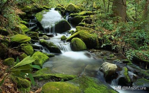 中大型淡水观赏鱼种类图片大全:中国本土溪流路亚都有哪些鱼种？