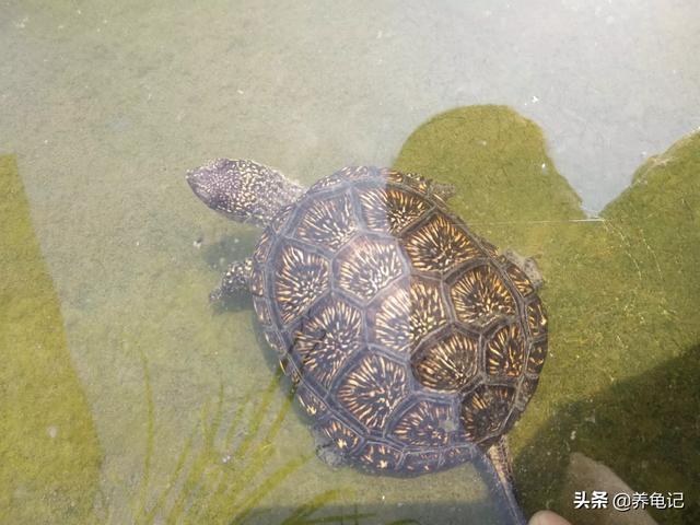 想问下龟友麝香蛋龟苗子和欧泽龟养哪个比较好,好养,观赏价值还高谢谢？