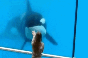 达摩鲨吃虎鲸，鲨鱼碰上虎鲸动都不动，任凭虎鲸撕咬，这是为什么？