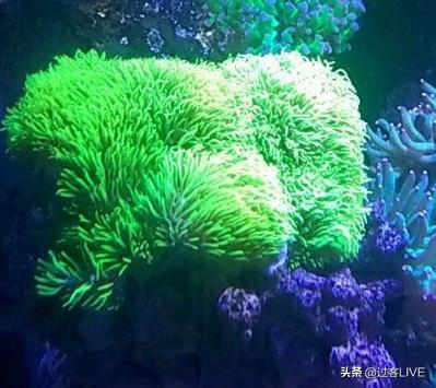 头条问答 珊瑚总是状态不好怎么办 3个回答