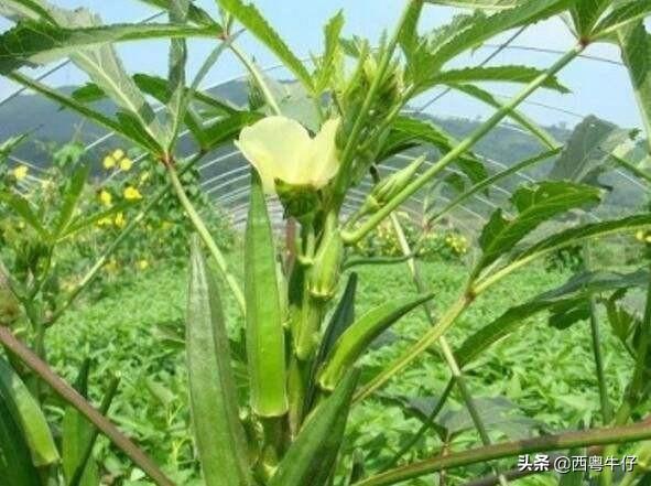 黄蜀葵花和黄秋葵花哪个好:要种植黄秋葵需要掌握哪些实用技术？