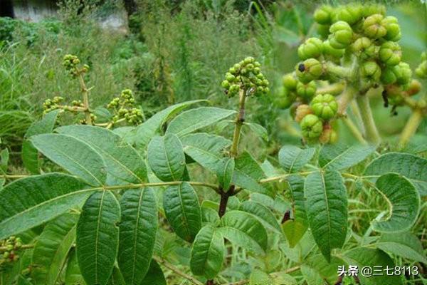 种药材赚钱吗,种什么药材省工又赚钱