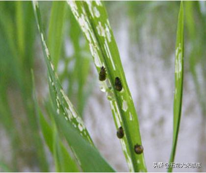 黑乎乎毛虫是害虫吗，水稻已经发现泥毛虫，怎样治