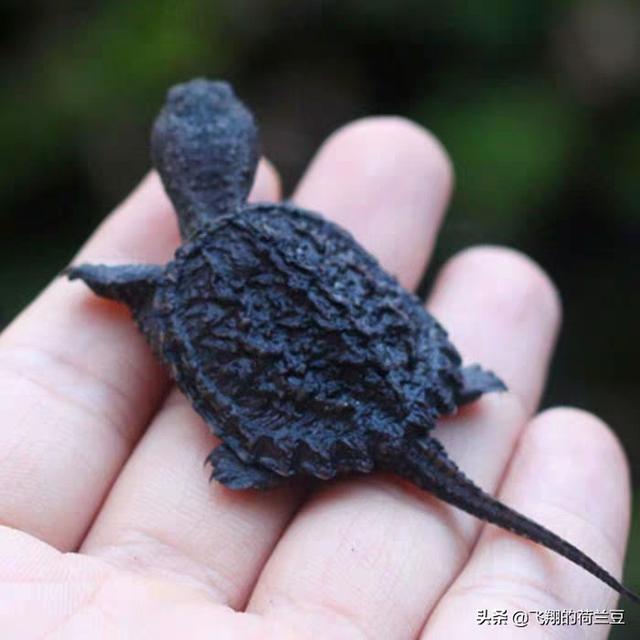 水龟:这种乌龟是水龟还是陆龟啊？