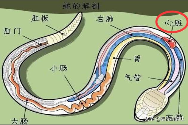 水蛇图片:蛇休息的时候为什么会盘成一团，有什么生理性的需求？