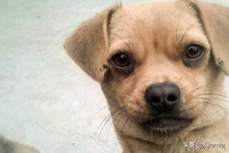 哈士奇犬胃炎症状:哈士奇拉稀特别频繁，怎么回事？