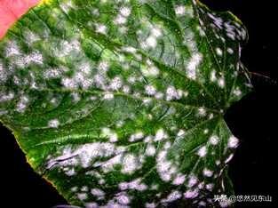 十字花科蔬菜软腐病:十字花科蔬菜软腐病的防治措施包括 立秋后，农作物必须小心哪几种虫害？