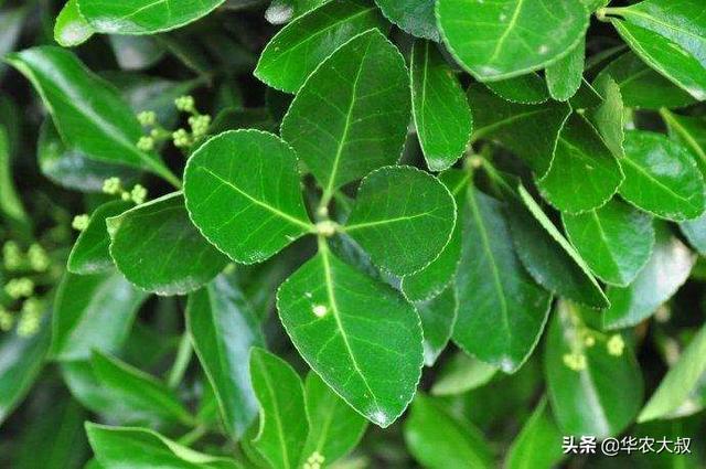 绿篱植物:农村庭院种植哪些绿化植物好看又实用？