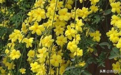 动植物:春夏秋冬有哪些代表各个季节的动植物？