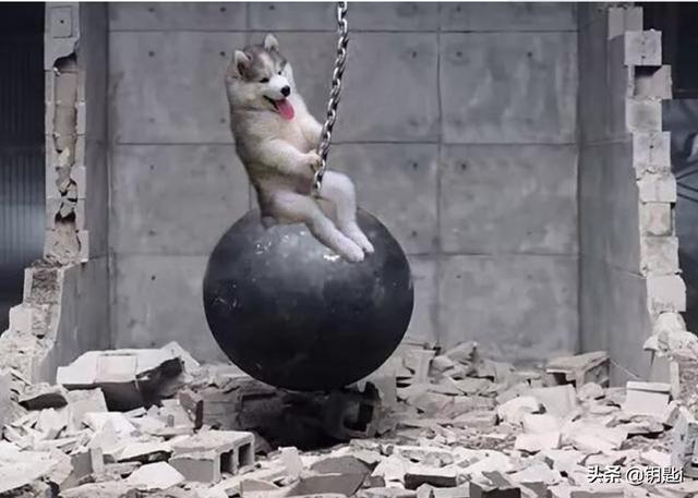 女王的柯基:你知道各大犬种的外号不？哪个外号让你印象深刻？