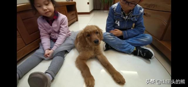 小孩 狗:我家孩子很喜欢小猫小狗，在小区看见就追，到底要不要养宠物呢？ 小孩狗咬了多长时间打针有效