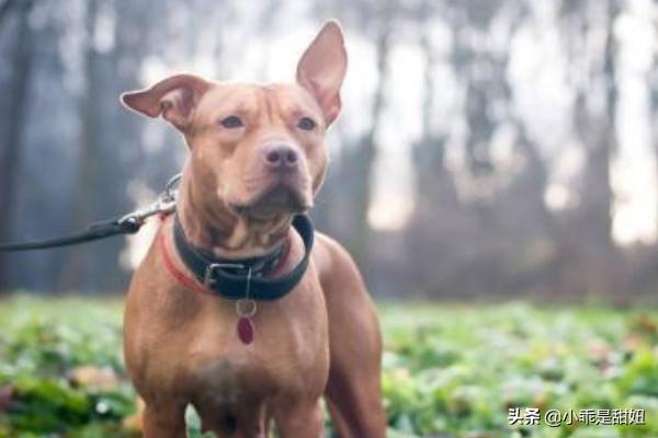 比特名犬介绍:比特犬的战斗力强大吗？有哪些狗可以打得过它？
