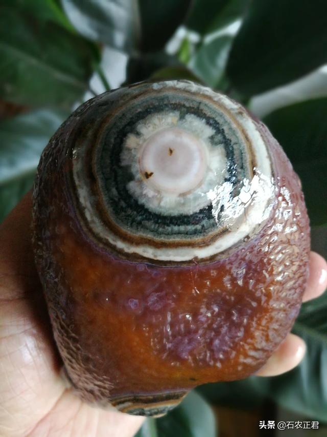 战国红不值钱,战国红的原产地在哪里？有没有交易市场？