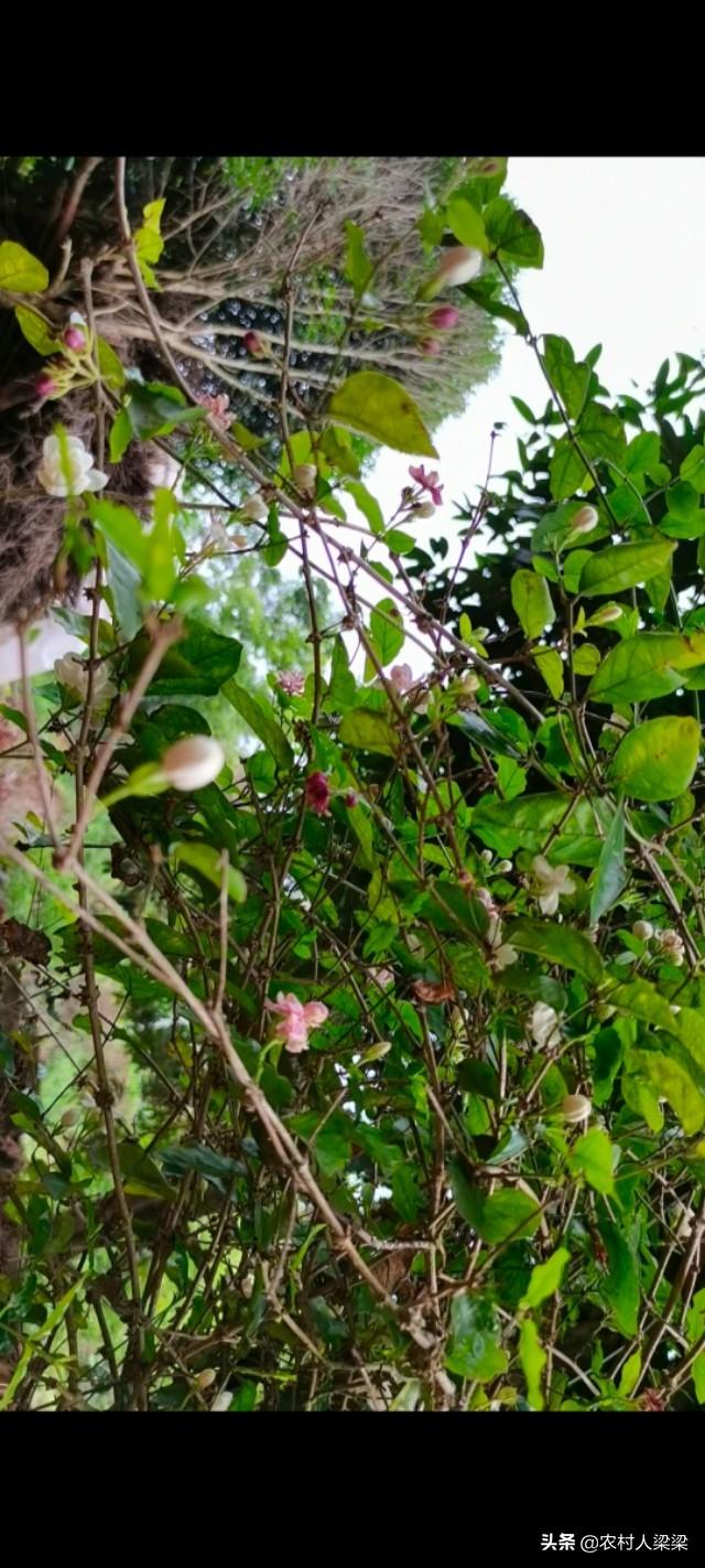 印度榕压条繁殖时间:橡皮树刚换盆叶子下垂怎么办？