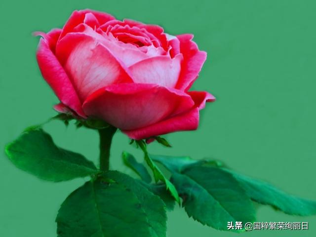 秀丽王:古人为什么说牡丹是“花中富贵者”