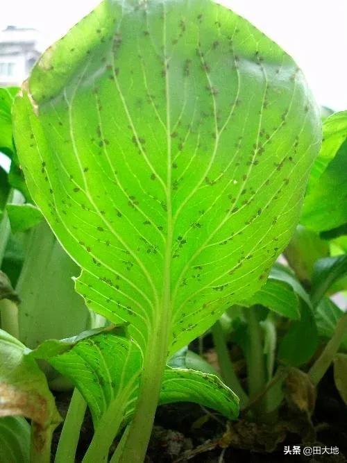 头条问答 - 蔬菜叶子生虫子,不想用化学药剂怎么办?(19个回答)