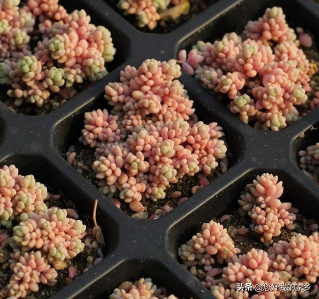 姬星美人开花会死吗:姬星美人开花直接剪头吗 多肉开花要剪掉吗？为什么？