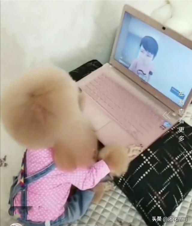 狗狗冲冲冲免费下载:泰迪犬不听话了，有什么办法让它更加服从吗？