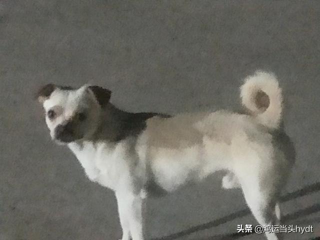 临沂宠物狗牛头梗:请问有农村养狗办狗证的吗？村里办狗证的多吗？