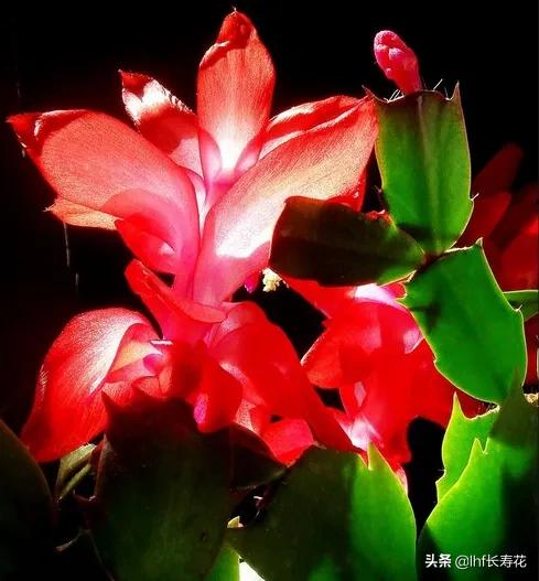 小型观花植物:有哪些适合秋冬观花的室内植物？