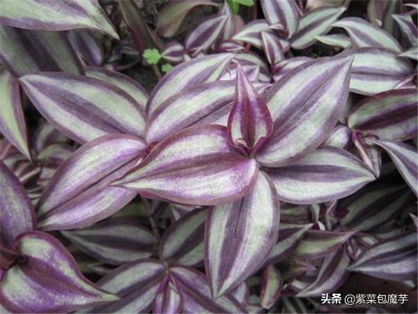 吊竹梅如何繁殖:吊竹梅的繁殖方法 如何养好盆栽吊竹梅的日常养殖养护技巧？