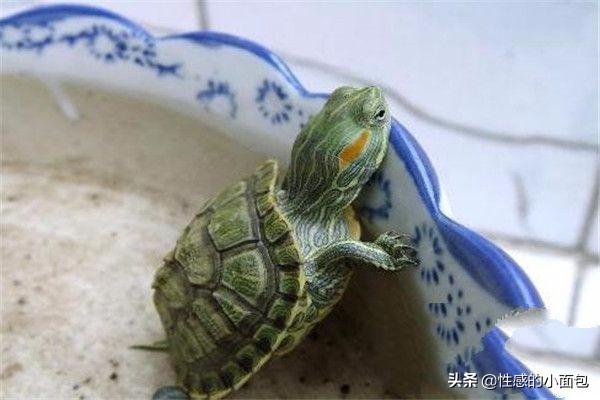 小乌龟吃什么，怎么养乌龟，乌龟喜欢吃什么
