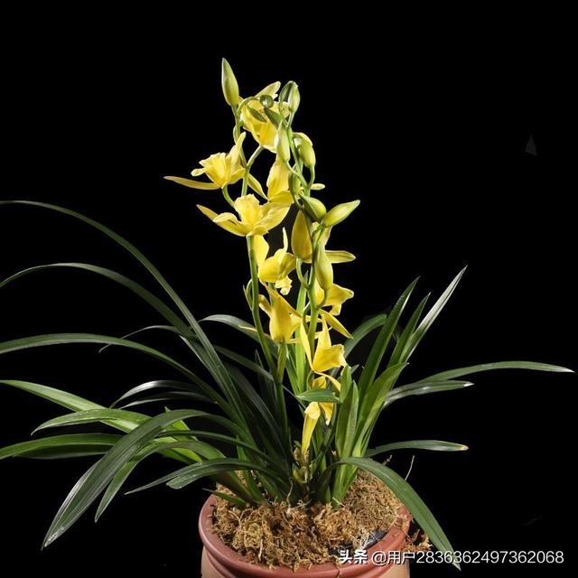 头条问答 - 翡翠兰黄叶子是什么原因?(5个回答)