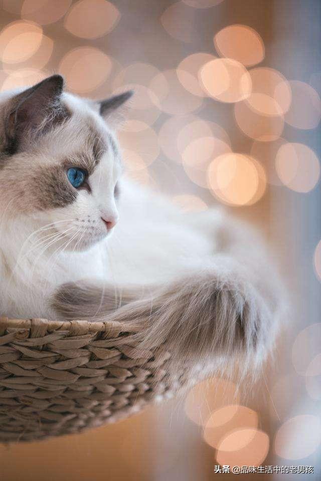 嘉兴布偶猫园:第一次养猫养起司还是布偶？